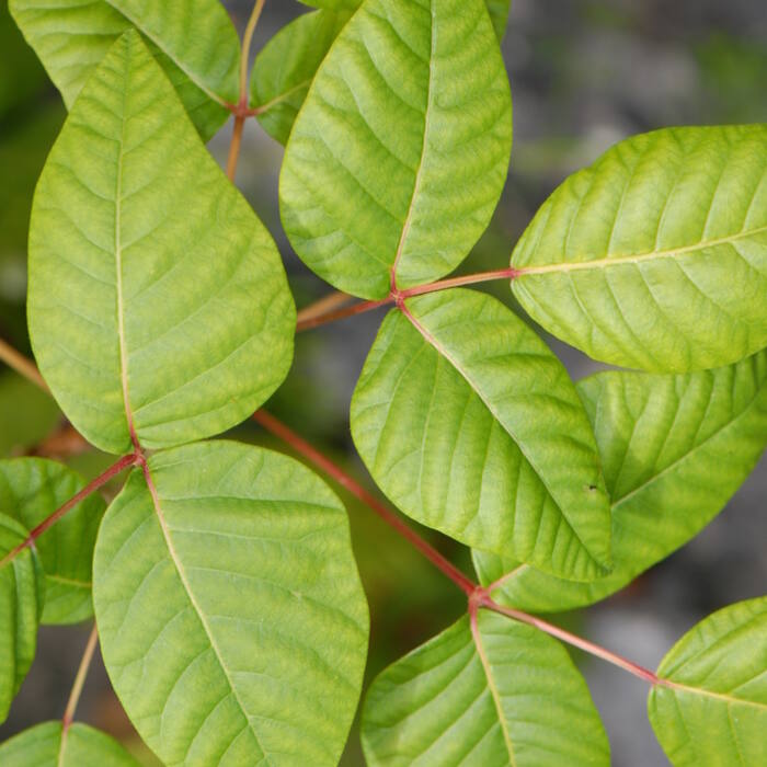 Toxicodendron radicans (poison ivy) reference photo 1