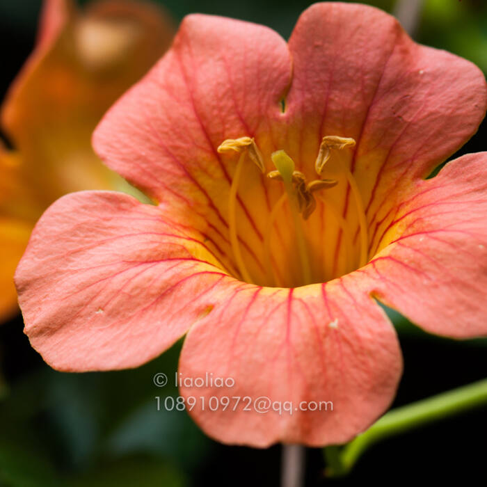 Campsis grandiflora (Chinese trumpet creeper) reference photo 1