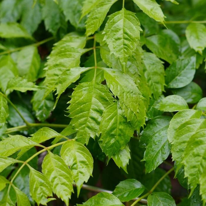 Campsis grandiflora (Chinese trumpet creeper) reference photo 3