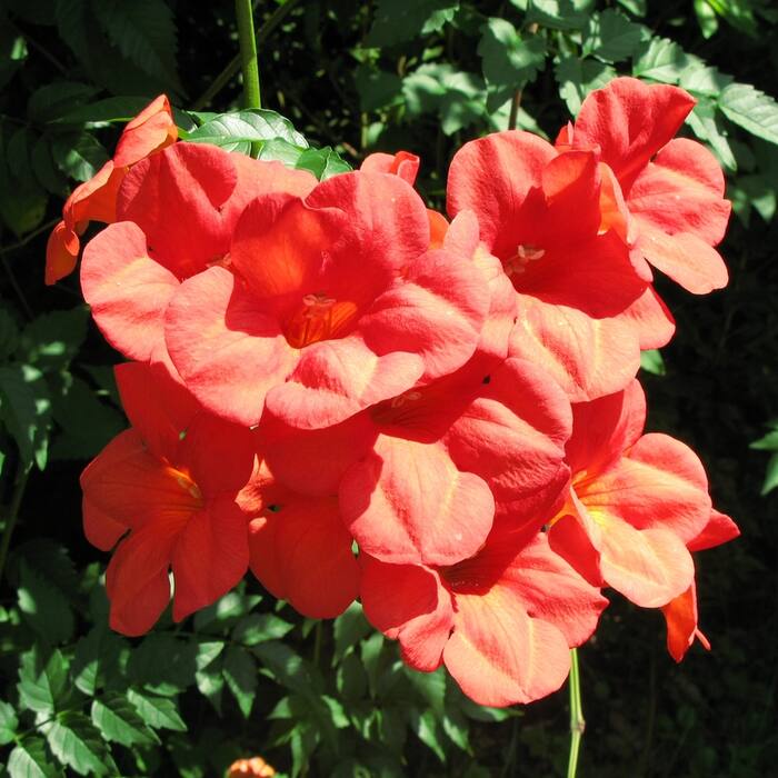 Campsis grandiflora (Chinese trumpet creeper) reference photo 2