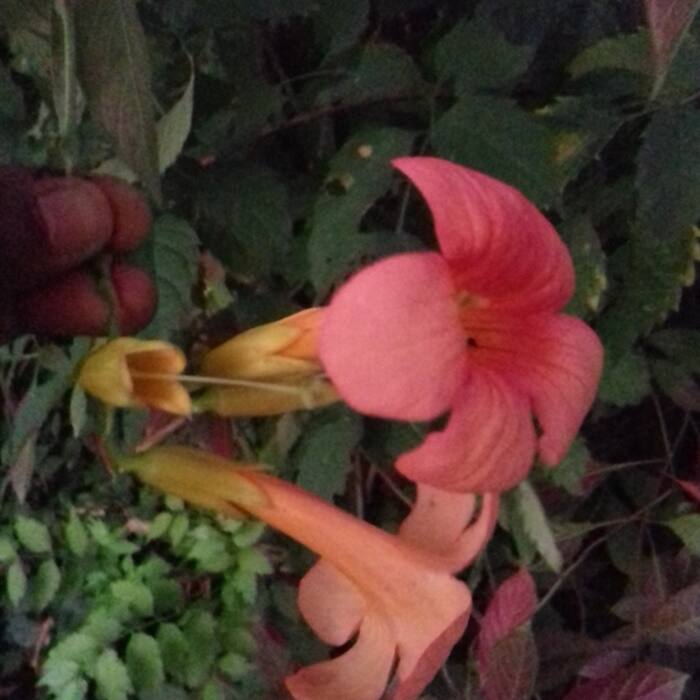 Trumpet vine