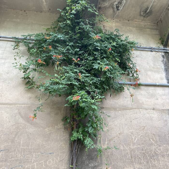 Trumpet vine fruit reference