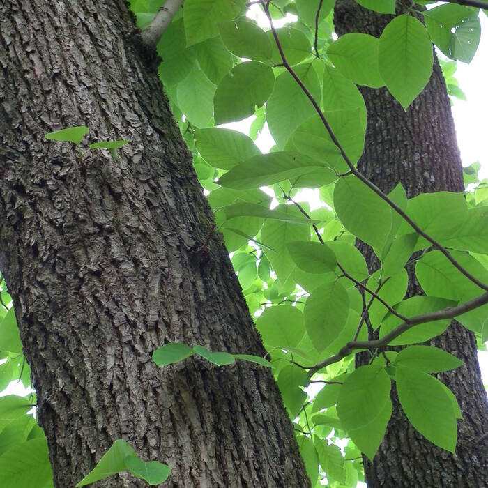 Cucumbertree magnolia (Magnolia acuminata) reference photo 3