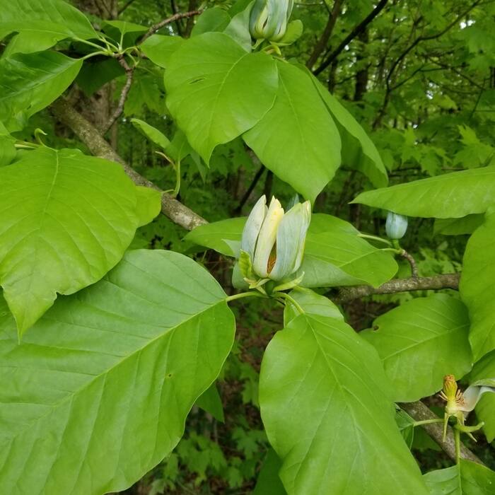 Cucumbertree magnolia (Magnolia acuminata) reference photo 2