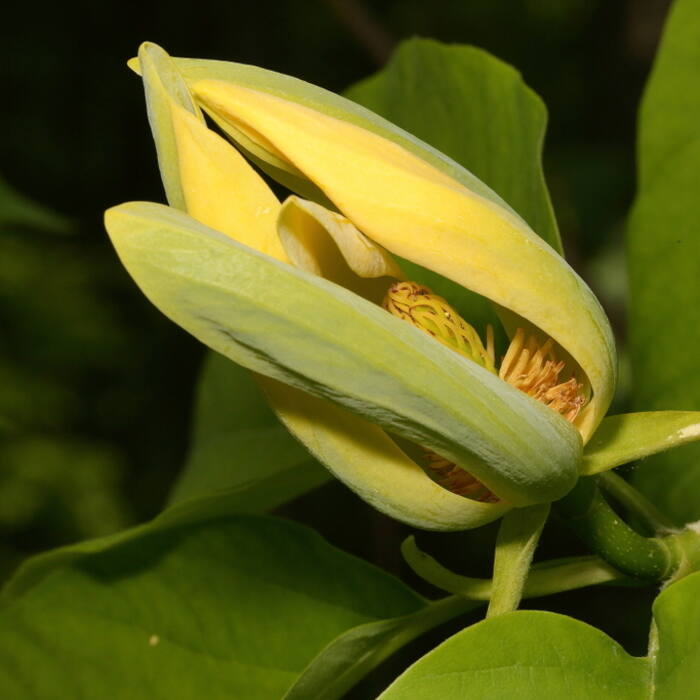 Cucumbertree magnolia (Magnolia acuminata) reference photo 1