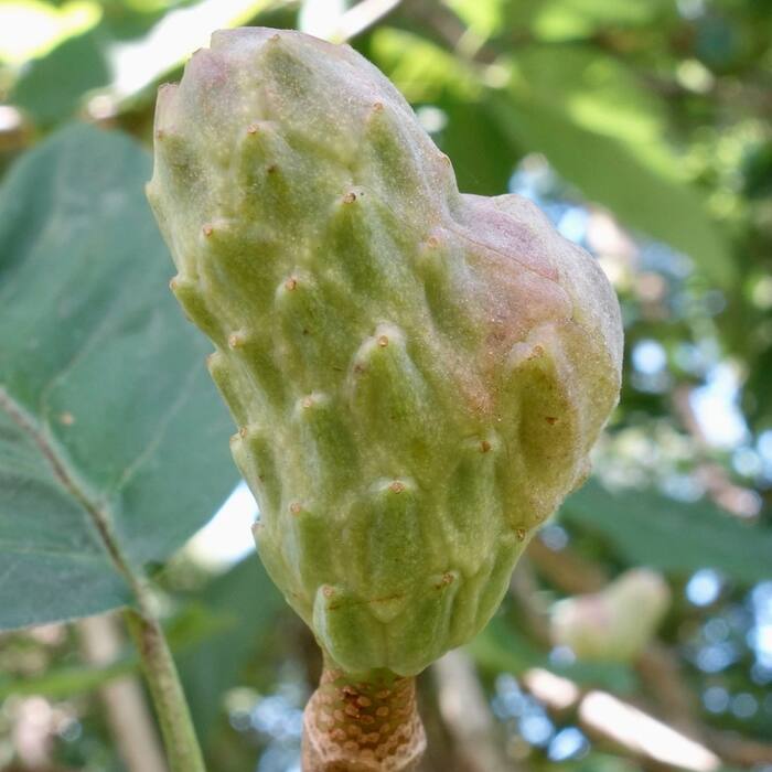 Cucumbertree magnolia (Magnolia acuminata) reference photo 4