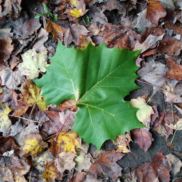 American sycamore (Platanus occidentalis) reference photo 3