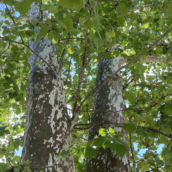 American sycamore (Platanus occidentalis) reference photo 1