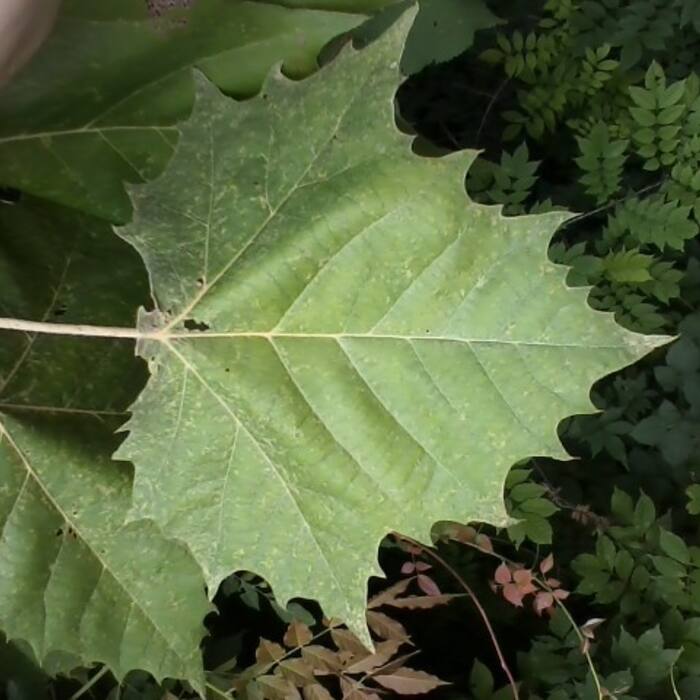 American sycamore (Platanus occidentalis) reference photo 2