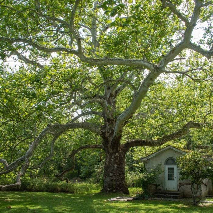 American sycamore (Platanus occidentalis) reference photo 4