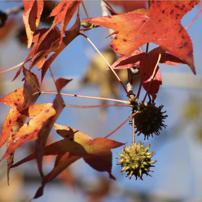 Sweetgum (Liquidambar styraciflua) reference photo 1