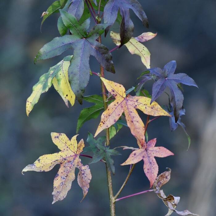 Sweetgum (Liquidambar styraciflua) reference photo 2