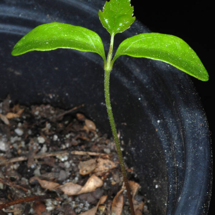 Sweetgum (Liquidambar styraciflua) reference photo 4