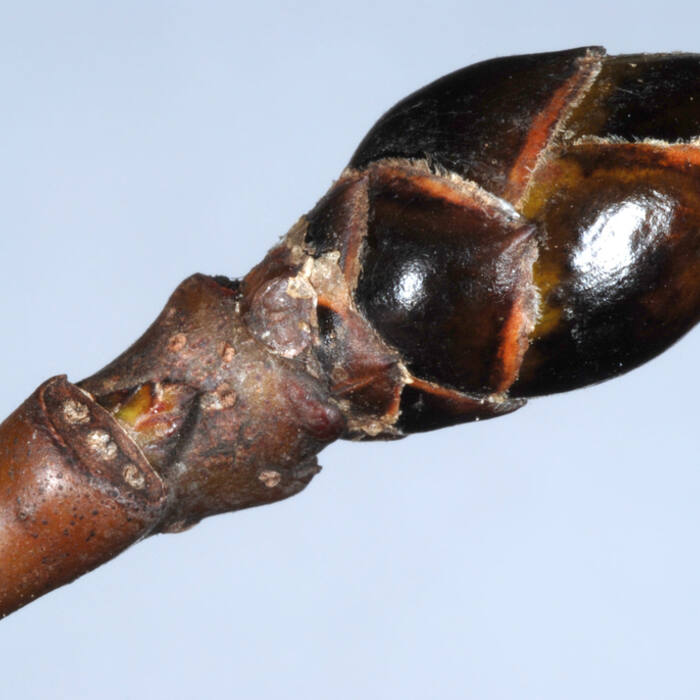 Sweetgum (Liquidambar styraciflua) reference photo 3