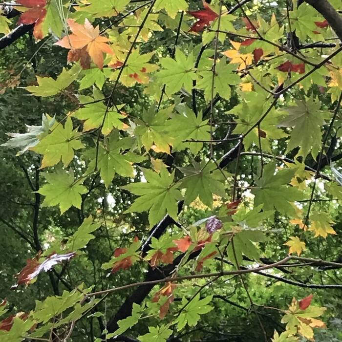 Maples (Acer spp.) reference photo 4