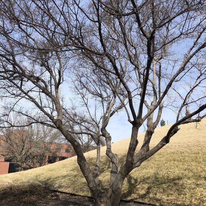 Maples (Acer spp.) reference photo 3