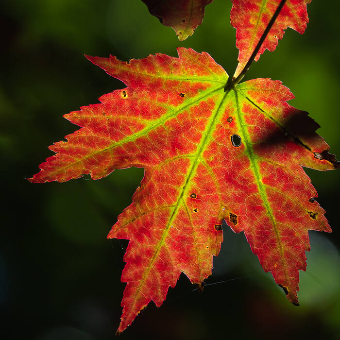 Maples (Acer spp.) reference photo 1