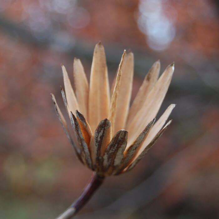 Tulip tree bark reference