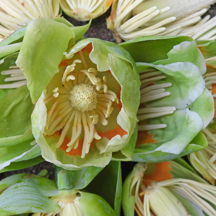 Tulip tree flower reference
