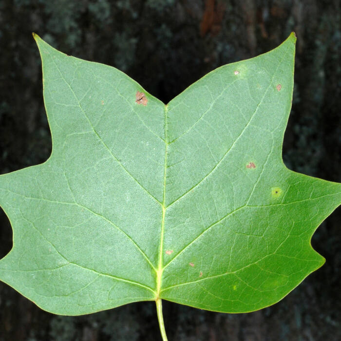 Tulip tree