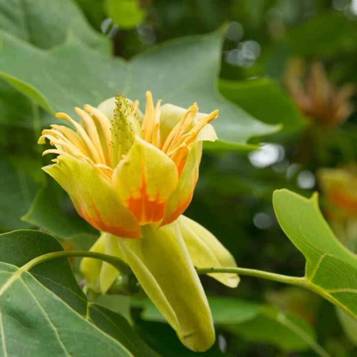 Tulip tree habit reference