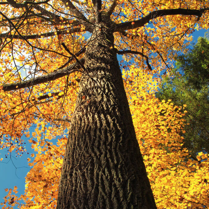 Tulip tree leaf reference