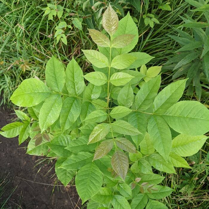 Green ash (Fraxinus pennsylvanica) reference photo 4