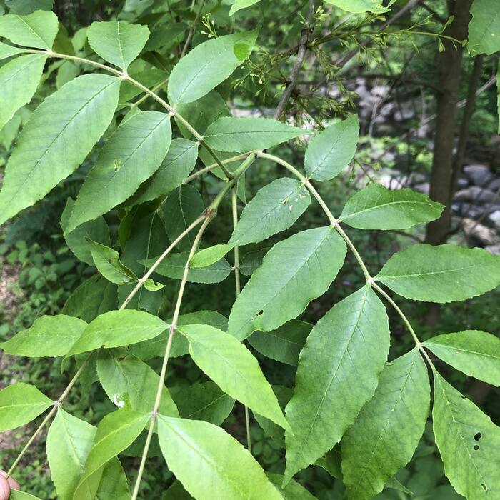 Green ash (Fraxinus pennsylvanica) reference photo 1