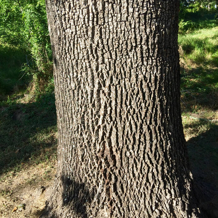 Green ash (Fraxinus pennsylvanica) reference photo 3