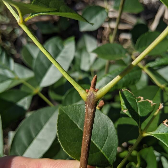 Carolina ash (Fraxinus caroliniana) reference photo 4