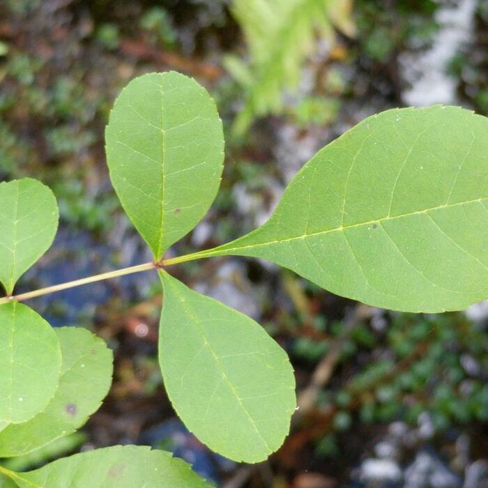 Carolina ash (Fraxinus caroliniana) reference photo 2