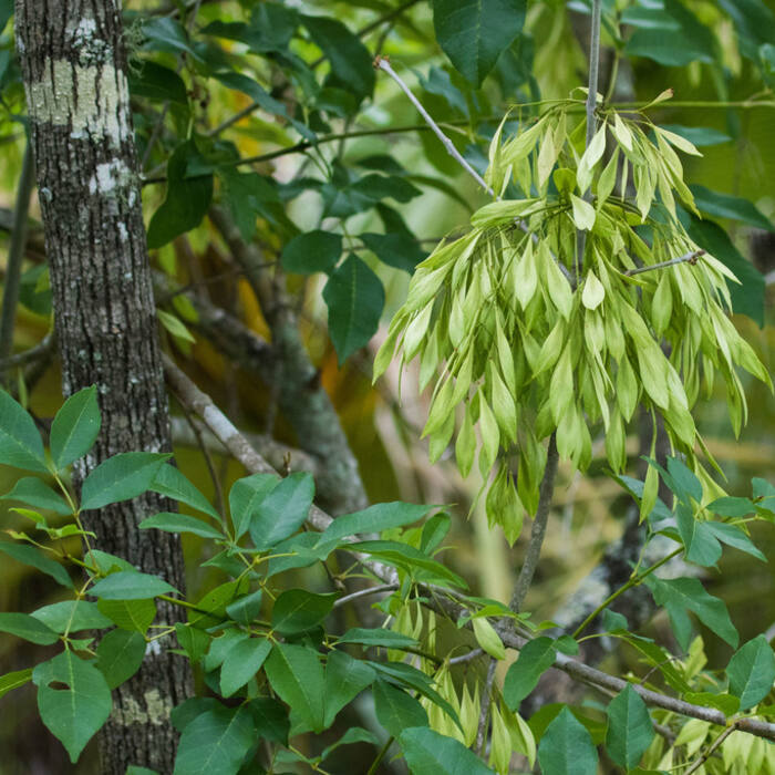 Carolina ash (Fraxinus caroliniana) reference photo 1