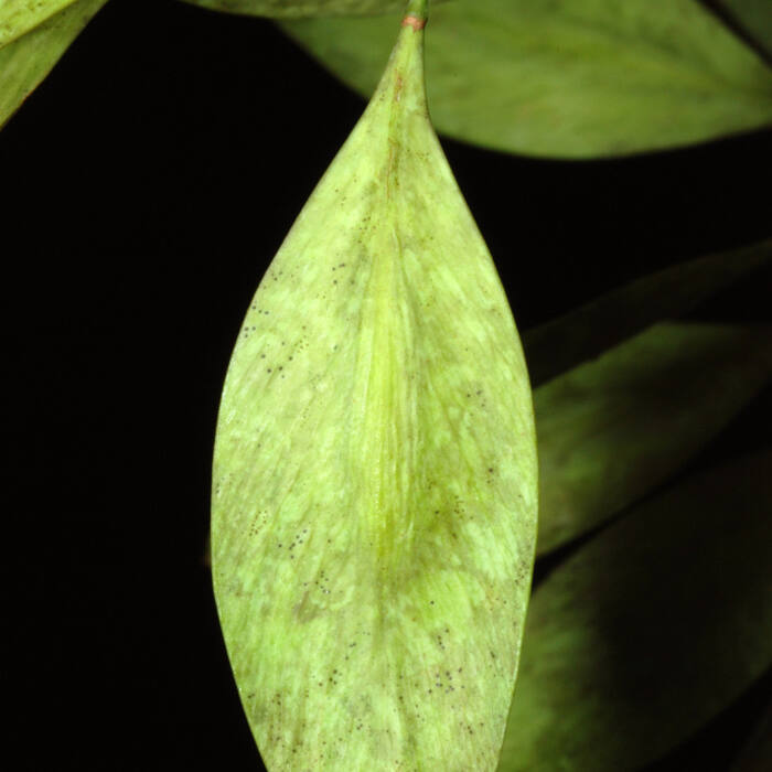Carolina ash (Fraxinus caroliniana) reference photo 3