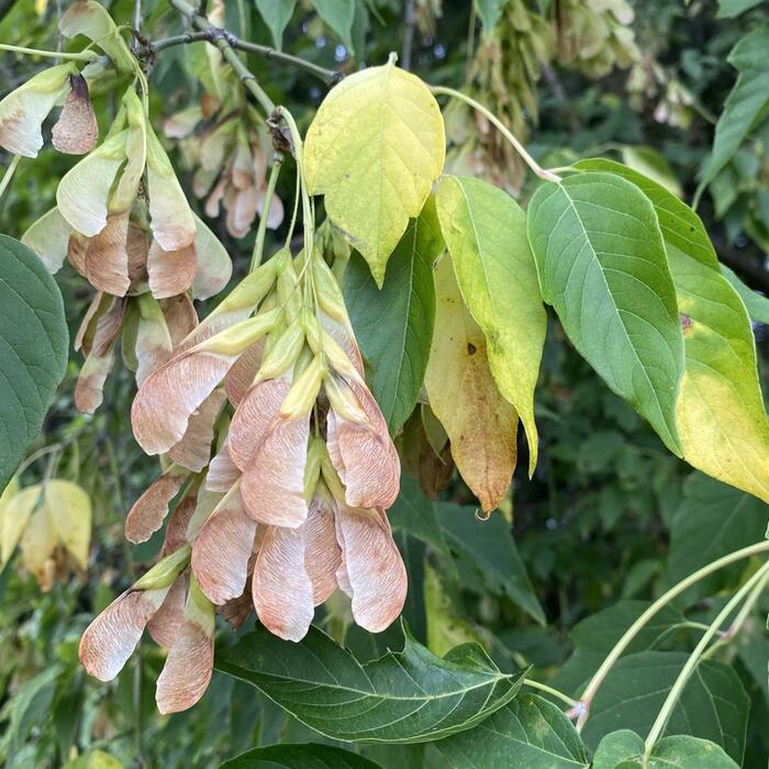 Boxelder (Acer negundo) reference photo 1