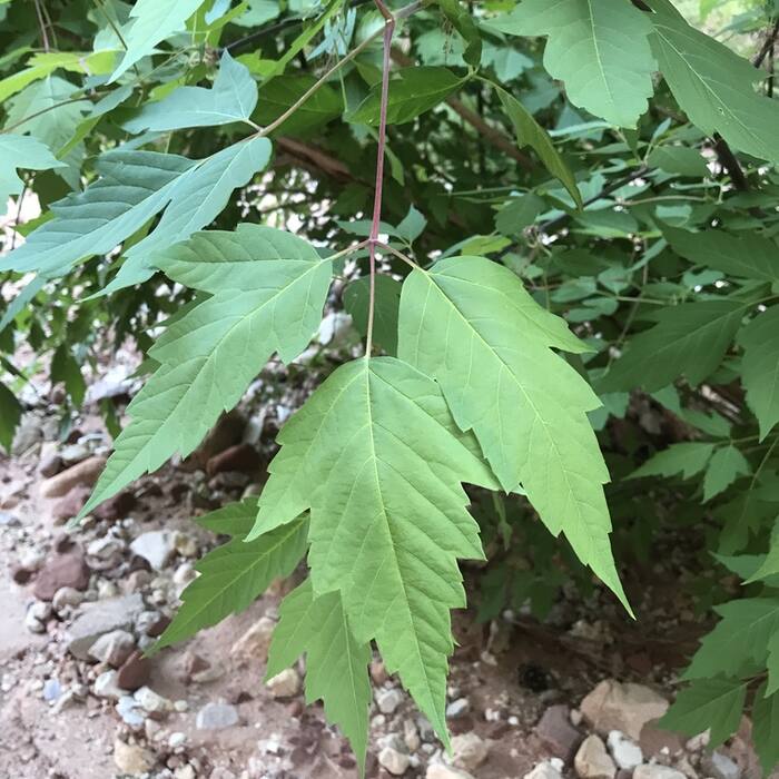 Boxelder (Acer negundo) reference photo 2