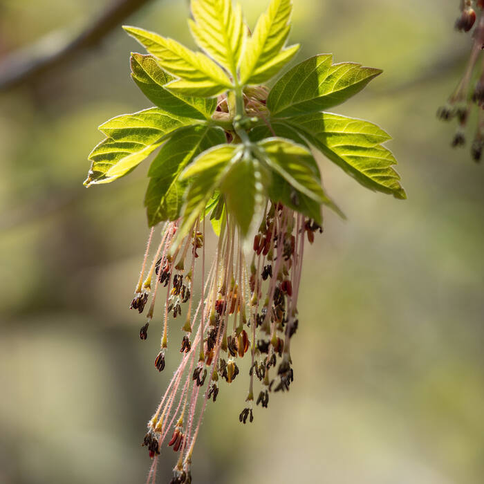 Boxelder (Acer negundo) reference photo 4