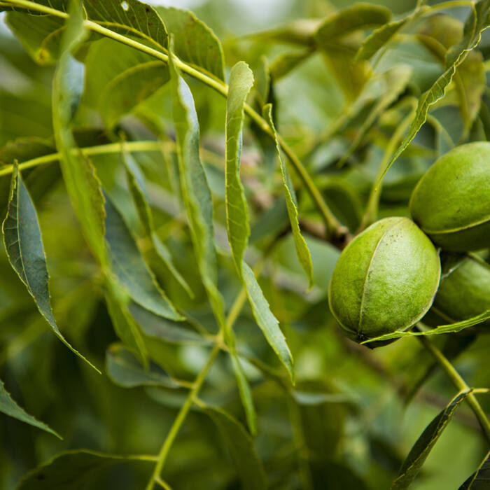 Hickories / black walnut (Carya, Juglans) reference photo 1