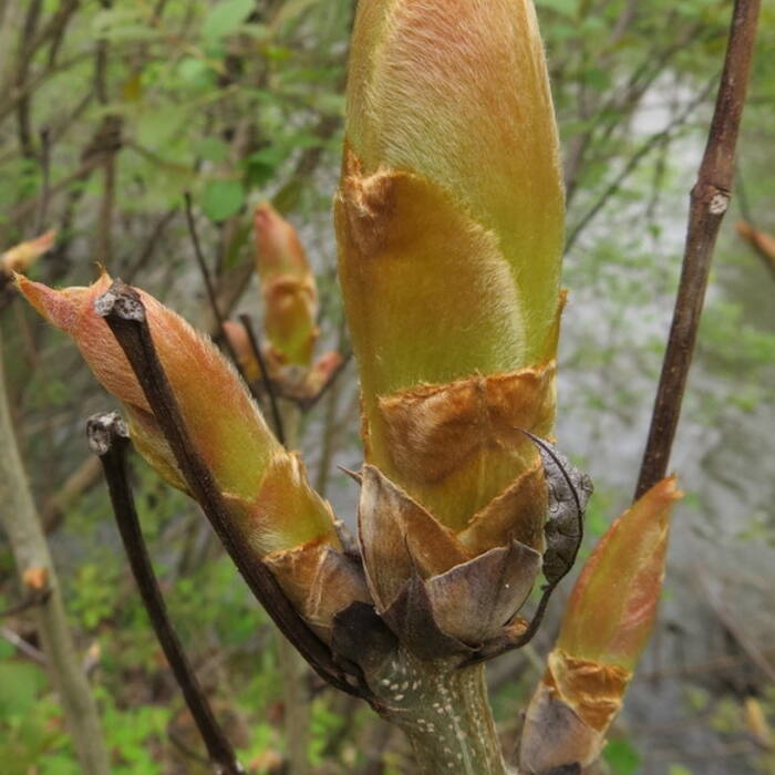 Hickories / black walnut (Carya, Juglans) reference photo 2
