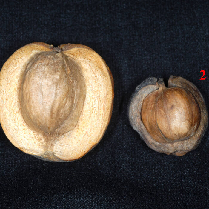 Hickories / black walnut (Carya, Juglans) reference photo 3