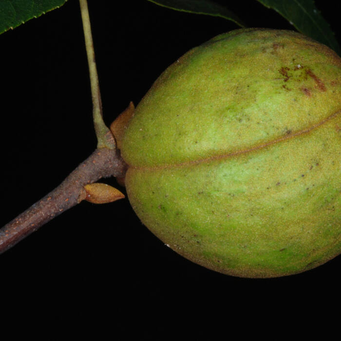 Hickories / black walnut (Carya, Juglans) reference photo 4