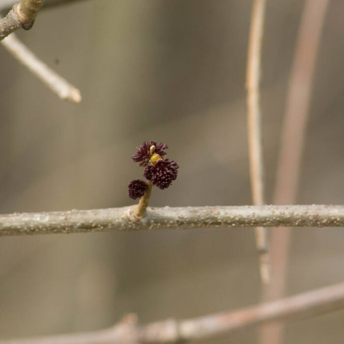 White ash flower reference
