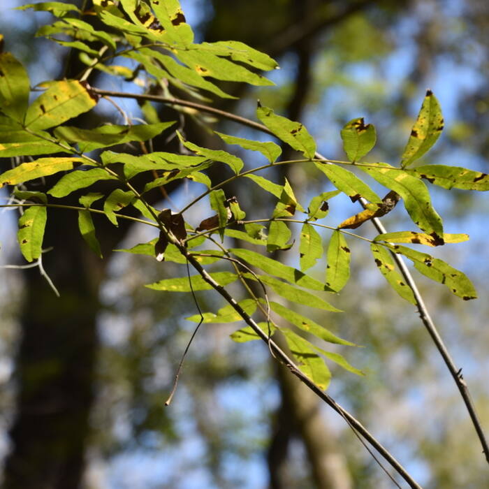 Water hickory / bitter pecan (Carya aquatica) reference photo 2