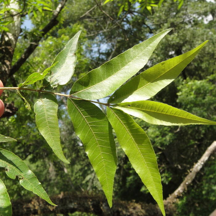Water hickory / bitter pecan (Carya aquatica) reference photo 4