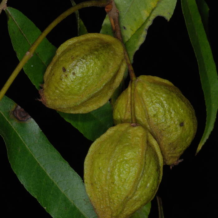 Water hickory / bitter pecan (Carya aquatica) reference photo 3