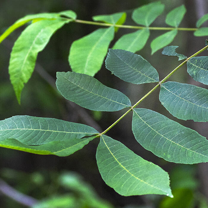 Water hickory / bitter pecan (Carya aquatica) reference photo 1