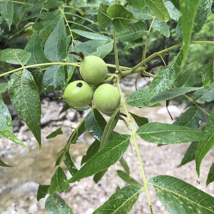 Black walnut (Juglans nigra) reference photo 1