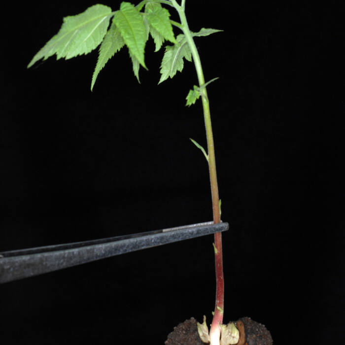 Black walnut (Juglans nigra) reference photo 3