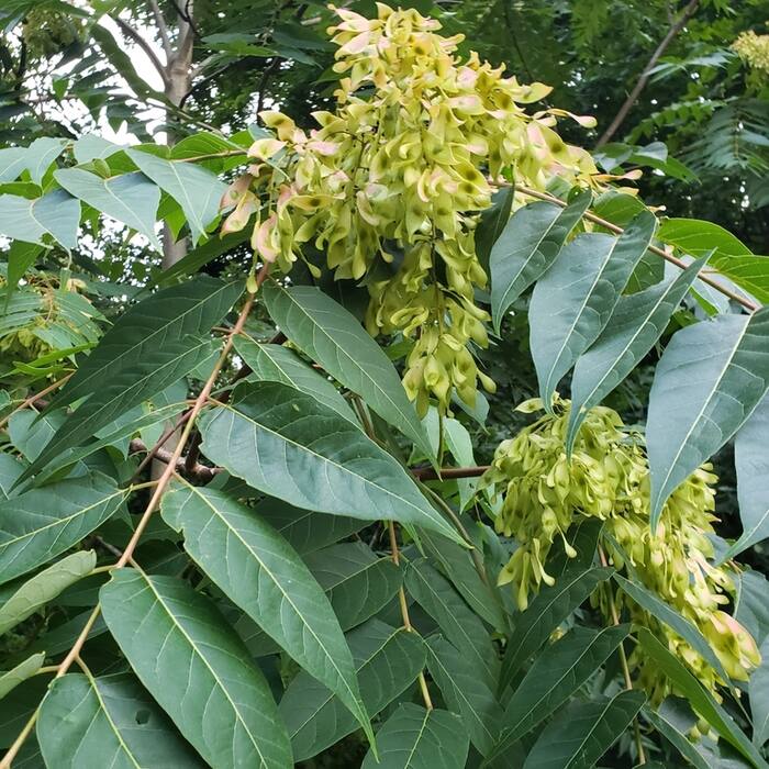 Tree-of-heaven (Ailanthus altissima) — invasive reference photo 2
