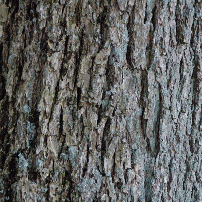 Pecan bark reference