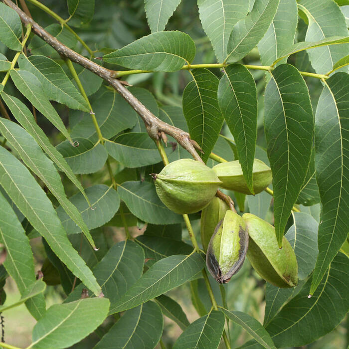Pecan